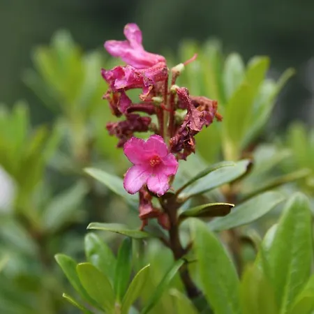 Neumann فينكنبرغ